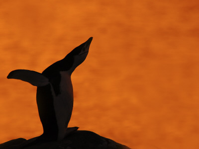 Silhouette Of Chinstrap Penguin Calling At Sunset, Antarctica by Edwin Giesbers Pricing Limited Edition Print image