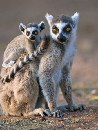 Ring-Tailed Lemur Mother Carrying Baby, Berenty Private Reserve, Southern Madagascar by Mark Carwardine Pricing Limited Edition Print image
