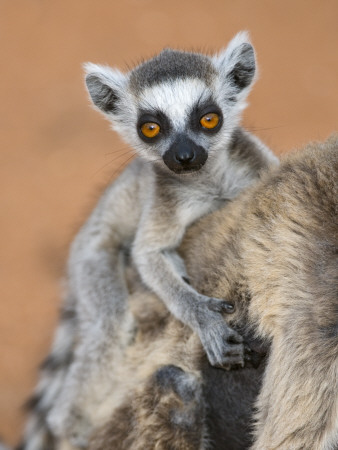 Ring-Tailed Lemur Baby On Mother's Back, Portrait, Berenty Private Reserve, Southern Madagascar by Mark Carwardine Pricing Limited Edition Print image