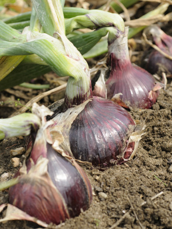 Homegrown Maincrop Onions, Red Baron Variety, On Allotment Ready For Harvest, Norfolk, Uk by Gary Smith Pricing Limited Edition Print image