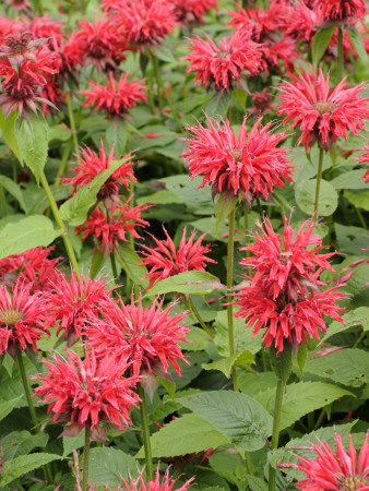 Bergamot 'Garden View' Variety In Full Flower In A Summer Garden, Norfolk, Uk by Gary Smith Pricing Limited Edition Print image