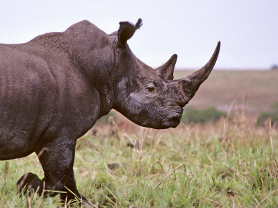 Northern White Rhinoceros Garamba Np, Dem Rep Congo. 1989 by Mark Carwardine Pricing Limited Edition Print image