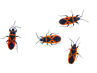 Four Fire Bugs Spain by Niall Benvie Pricing Limited Edition Print image