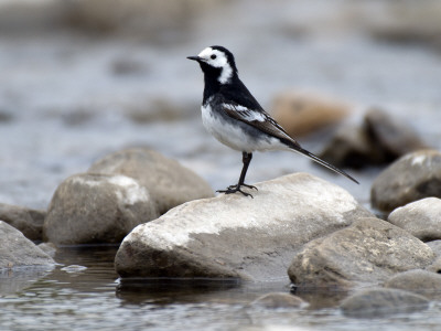 Pied Wagtail Male Perched On Rock In Stream, Upper Teesdale, Co Durham, England, Uk by Andy Sands Pricing Limited Edition Print image