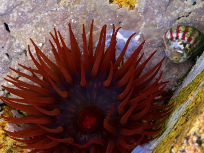 Beadlet Anemone In Rockpool, Brittany, France by Philippe Clement Pricing Limited Edition Print image