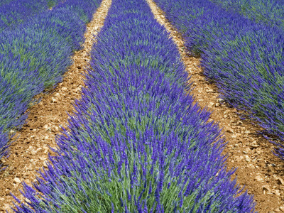Row Of Cultivated Lavender In Flower, Provence, France. June 2008 by Philippe Clement Pricing Limited Edition Print image