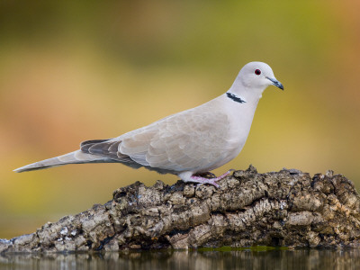 Collared Dove At Water's Edge, Alicante, Spain by Niall Benvie Pricing Limited Edition Print image