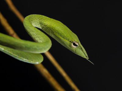 Long Nosed Oriental Whip Snake Bako National Park, Sarawak, Borneo by Tony Heald Pricing Limited Edition Print image