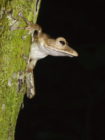 Collett's Tree Frog On Tree Trunk, Sukau, Sabah, Borneo by Tony Heald Pricing Limited Edition Print image