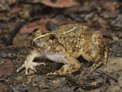 Kuhl's Creek Frog Danum Valley, Sabah, Borneo by Tony Heald Pricing Limited Edition Print image