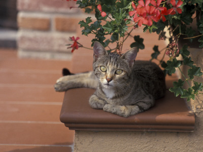 Tabby Cat Resting On Garden Terrace, Italy by Adriano Bacchella Pricing Limited Edition Print image