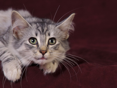 Norwegian Forest Kitten by Adriano Bacchella Pricing Limited Edition Print image