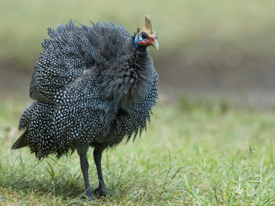 Helmeted Guineafowl Portrait With Feather Fluffed Up, Tanzania by Edwin Giesbers Pricing Limited Edition Print image