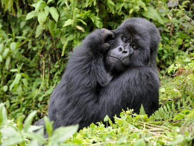 Male Silverback Mountain Gorilla Scratching Face, Volcanoes National Park, Rwanda, Africa by Eric Baccega Pricing Limited Edition Print image