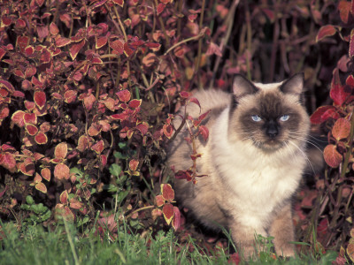 Ragdoll Cat In Garden, Italy by Adriano Bacchella Pricing Limited Edition Print image