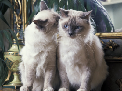 Two Birman Cats Sitting On Furniture, Interacting by Adriano Bacchella Pricing Limited Edition Print image