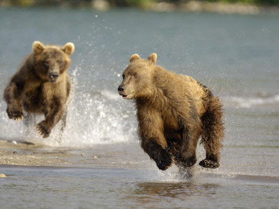 Brown Bears Chasing Each Other Beside Water, Kronotsky Nature Reserve, Kamchatka, Far East Russia by Igor Shpilenok Pricing Limited Edition Print image