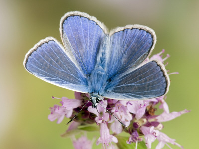Common Blue Male Feeding On Flower Of Marjoram by Andy Sands Pricing Limited Edition Print image