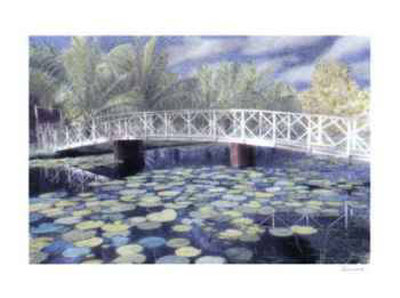 Water Lilies by Evelyn Hammond Pricing Limited Edition Print image