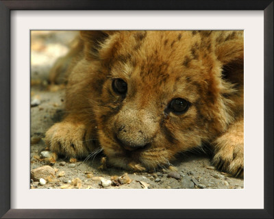 Lion Cub, Budapest, Hungary by Bela Szandelszky Pricing Limited Edition Print image