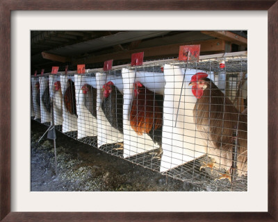 Chickens Are Shown In Cages At Whiting Farms In Delta, Colorado, On Thursday, June 8, 2006 by John Marshall Pricing Limited Edition Print image