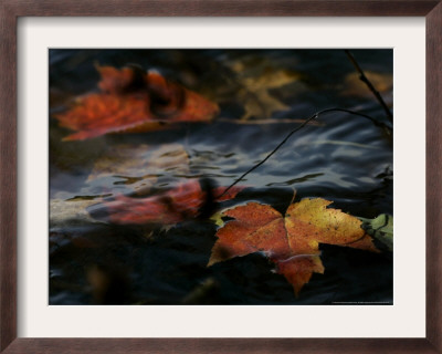 Colorful Maple Leaves Float Along The Shore Of Pinchot Lake In Gifford Pinchot State Park by Carolyn Kaster Pricing Limited Edition Print image