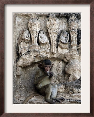 A Young Long-Tailed Macaque Sits Alone While Enjoying A Treat At Wat Prang Sam Yot by David Longstreath Pricing Limited Edition Print image