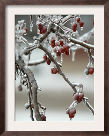 A Fruit Tree Is Covered In Ice Monday, January 15, 2007 by Al Maglio Pricing Limited Edition Print image