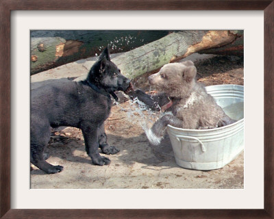 3-Month-Old Brown Bear Olinka, Right, Uses Her Paws To Defend Her Cool Place In The Tub by Fabian Bimmer Pricing Limited Edition Print image