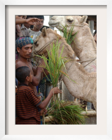 Bangladeshi Children Feed Sacrificial Camel by Pavel Rahman Pricing Limited Edition Print image