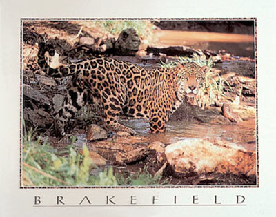 Jaguar by Tom Brakefield Pricing Limited Edition Print image