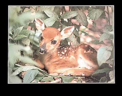 Fawn And Leaves by Bill Lea Pricing Limited Edition Print image