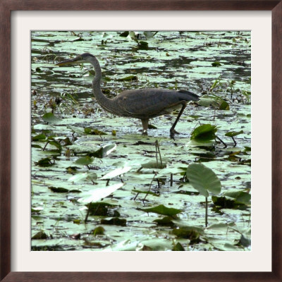 A Great Blue Heron Stalks Its Prey In Marsh In East Montpelier, Vermont, Thursday, August 23, 2001 by Toby Talbot Pricing Limited Edition Print image