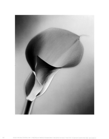 Calla No. 6 by Kirk Ellison Pricing Limited Edition Print image