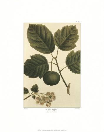 Crab Apple by Francois A. Michaux Pricing Limited Edition Print image
