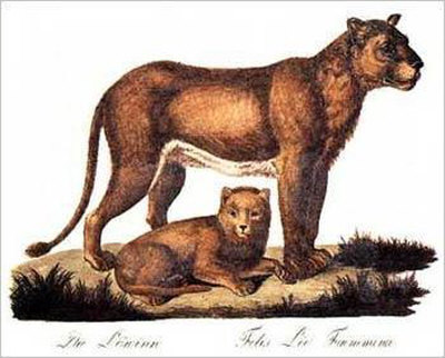 Lioness And Cub by Karl Brodtmann Pricing Limited Edition Print image