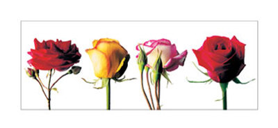 Roses by Kevin Summers Pricing Limited Edition Print image