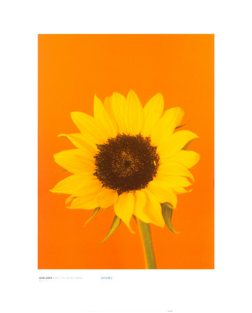 Sunflower, Burnt Yellow On Orange by Masao Ota Pricing Limited Edition Print image