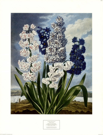 Hyacinths by Dr. Robert J. Thornton Pricing Limited Edition Print image