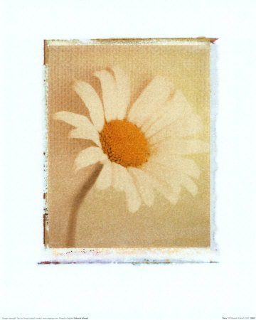 Daisy by Deborah Schenck Pricing Limited Edition Print image