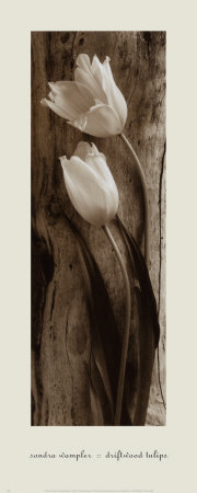 Driftwood Tulips by Sondra Wampler Pricing Limited Edition Print image