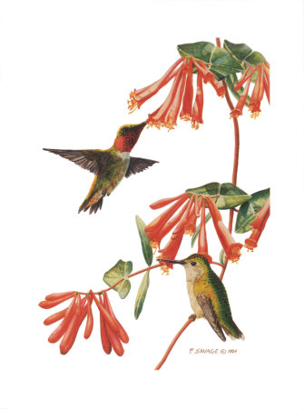 Ruby-Throated Hummer by Patricia Savage Pricing Limited Edition Print image
