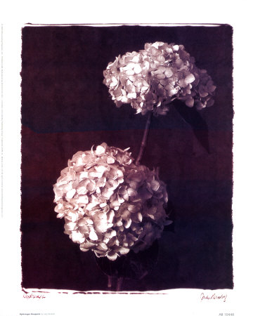 Hydrangea Bouquets by Judy Mandolf Pricing Limited Edition Print image
