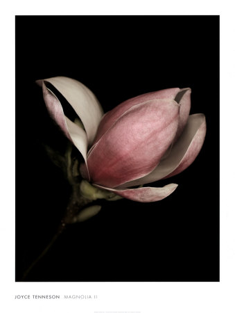 Magnolia Ii by Joyce Tenneson Pricing Limited Edition Print image