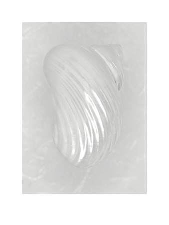 Pearl Silver Mouth Shell (Back) by Ben Wood Pricing Limited Edition Print image