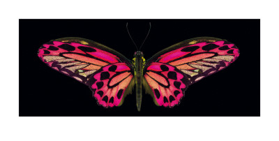Hybrid Birdwing by Harold Feinstein Pricing Limited Edition Print image