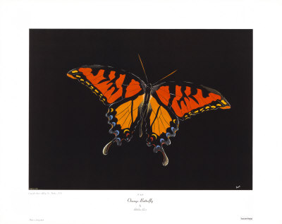 Orange Butterfly by Revo Pricing Limited Edition Print image