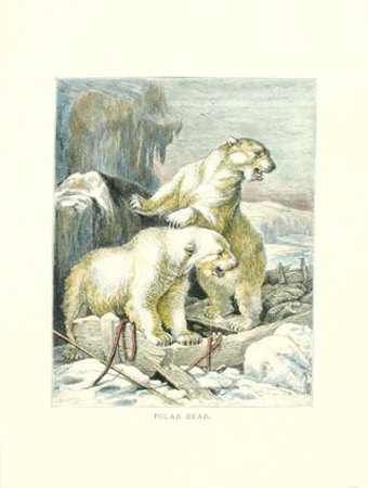 Polar Bear by Friedrich Specht Pricing Limited Edition Print image