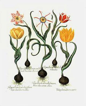 Tulips Ii by Basilius Besler Pricing Limited Edition Print image