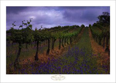 Wendouree Cellar Vineyards by Andy Christodolo Pricing Limited Edition Print image